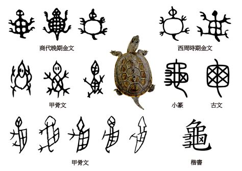 烏龜的龜怎麼寫 右眼旁邊有痣